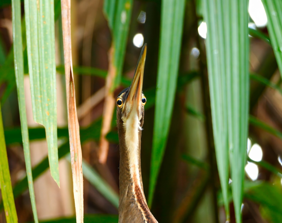 Agami Heron - ML644107210