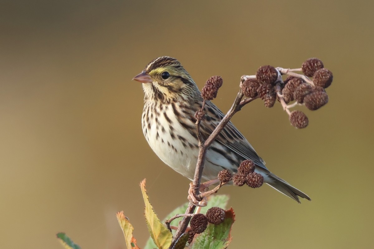 Savannah Sparrow - ML644107213