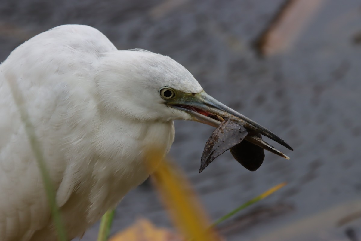 לבנית כחולה קטנה - ML644107228