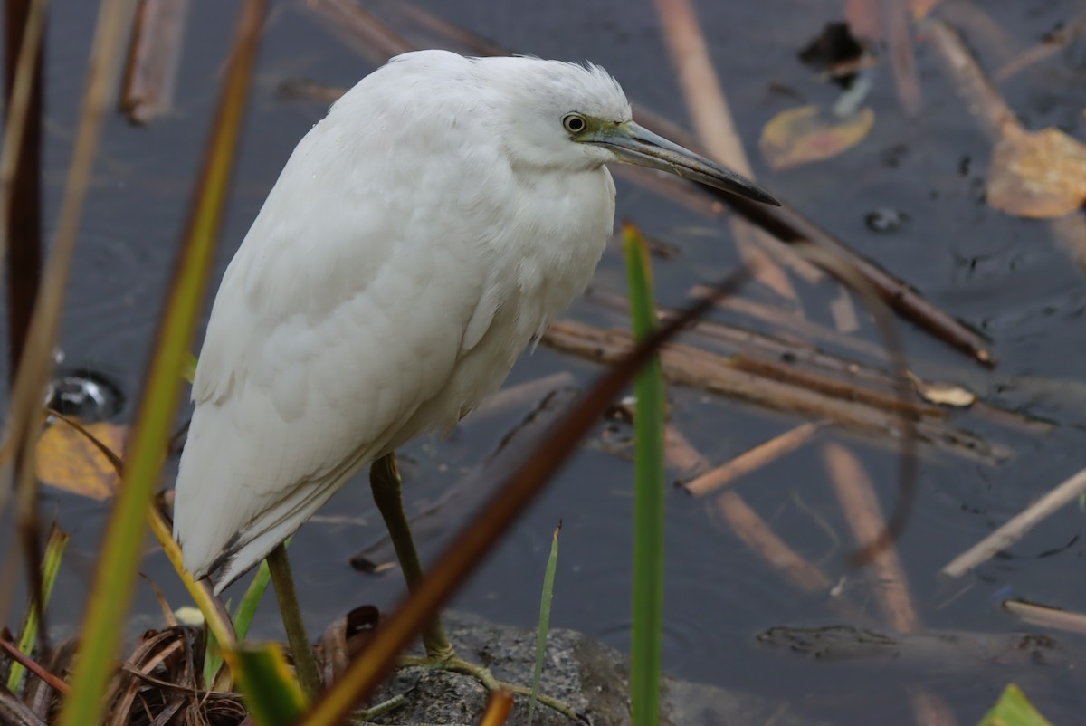 לבנית כחולה קטנה - ML644107229