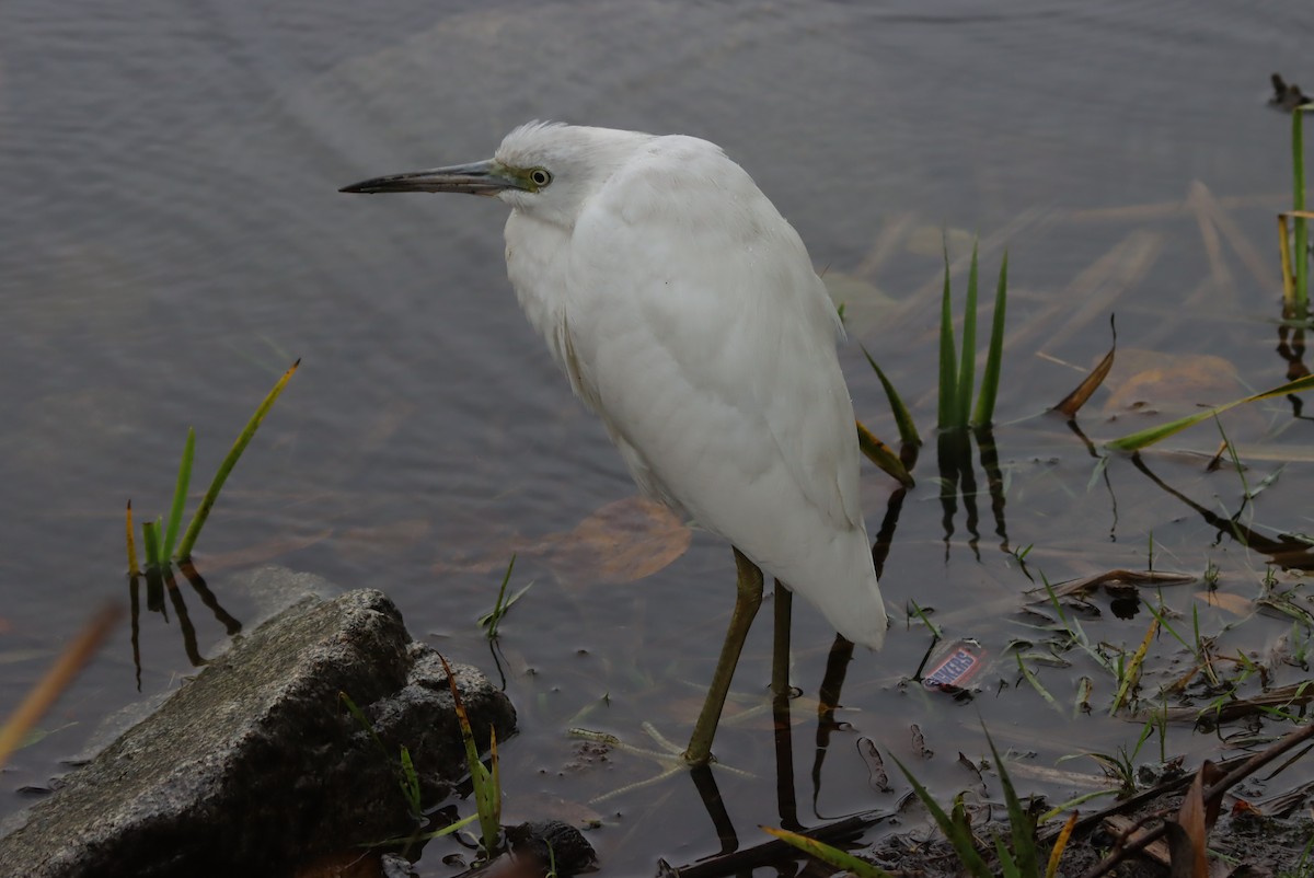 לבנית כחולה קטנה - ML644107230