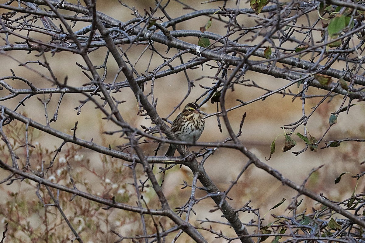 Savannah Sparrow - ML644107247