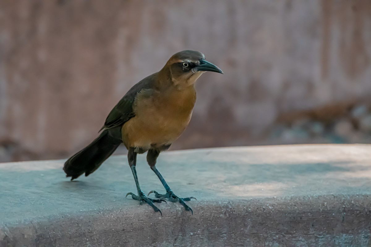 Great-tailed Grackle - ML644107262