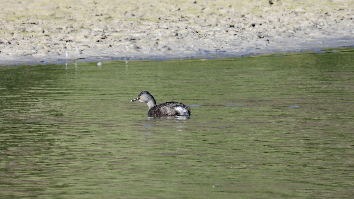 Least Grebe - ML644107276