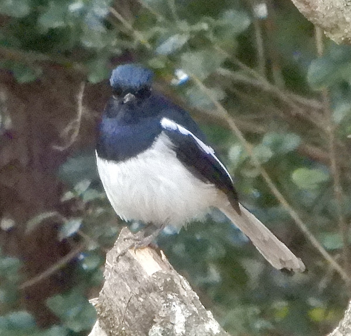Madagascar Magpie-Robin - ML644107277