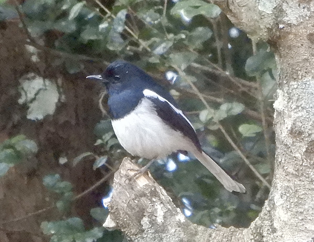 Madagascar Magpie-Robin - ML644107286