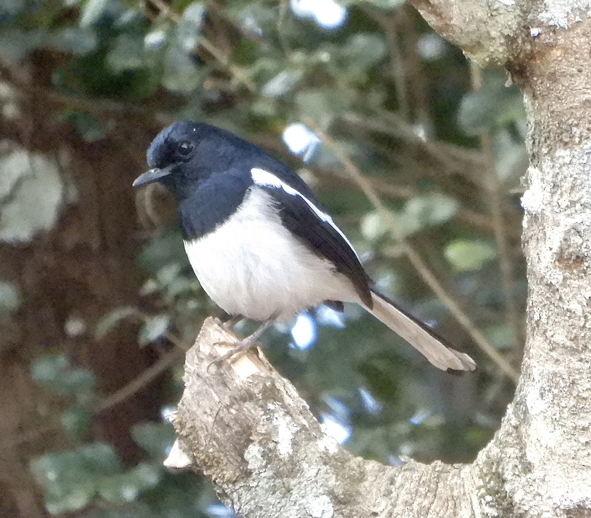 Madagascar Magpie-Robin - ML644107287