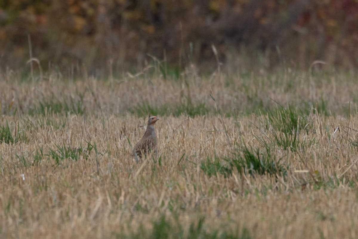 rapphøne - ML644107292