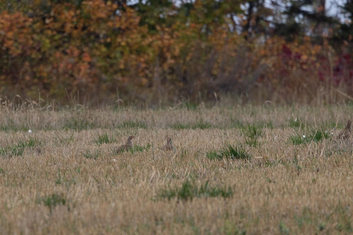 rapphøne - ML644107293