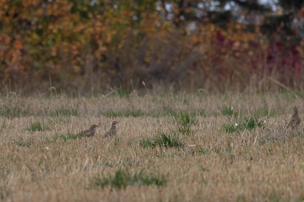 rapphøne - ML644107294