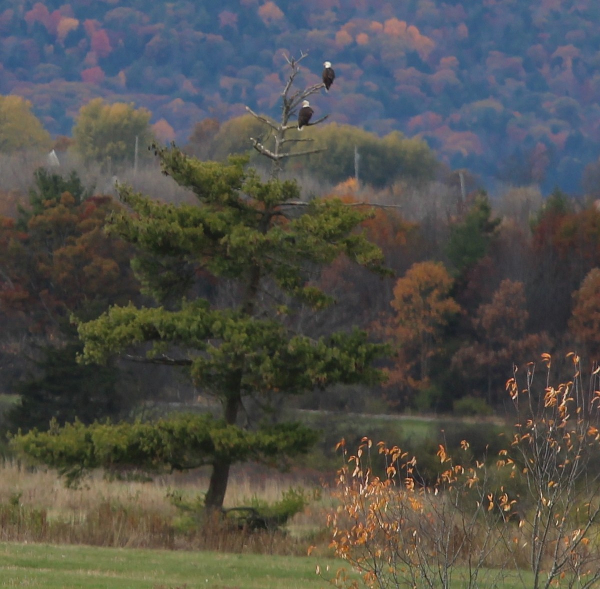 Bald Eagle - ML644107296