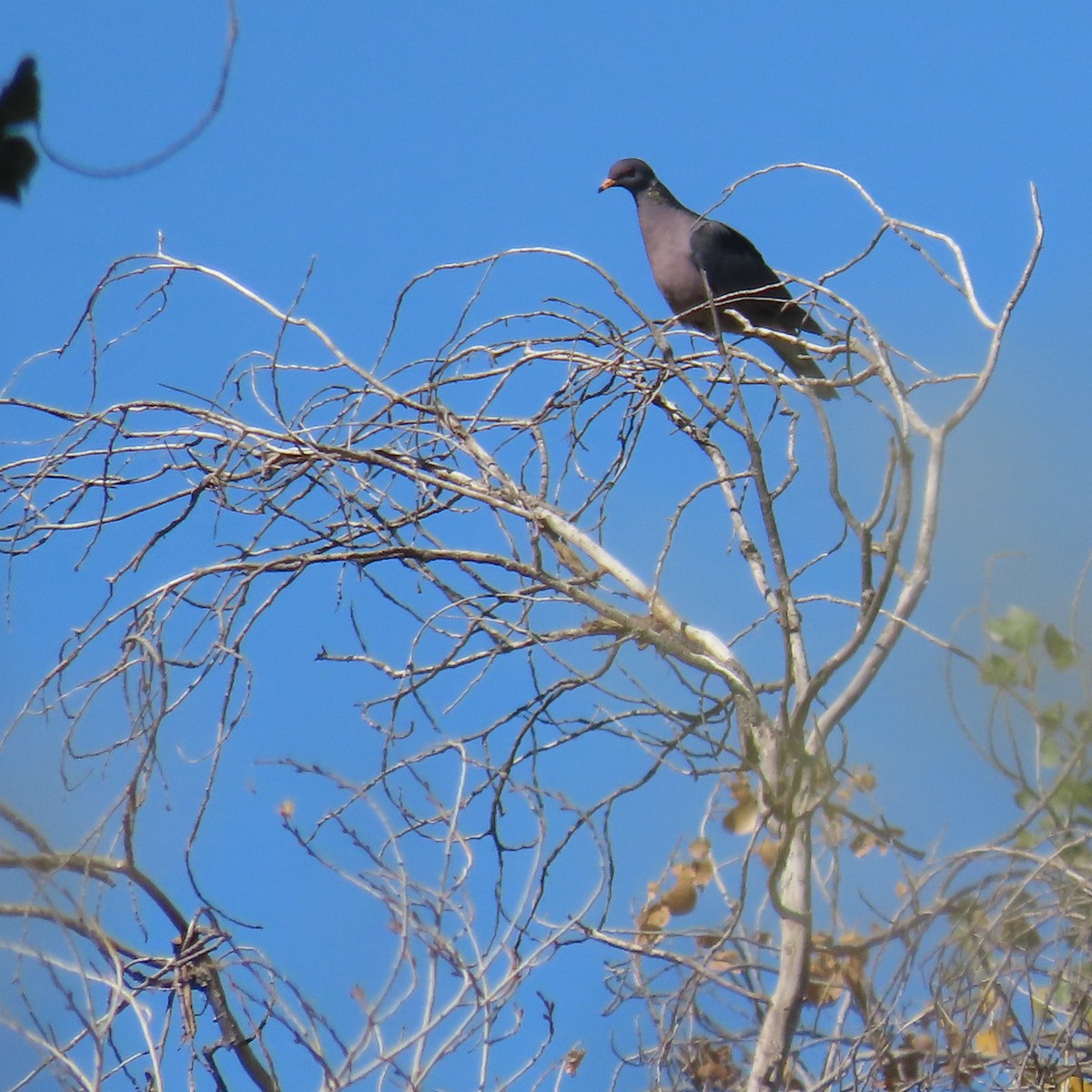 Band-tailed Pigeon - ML644107297