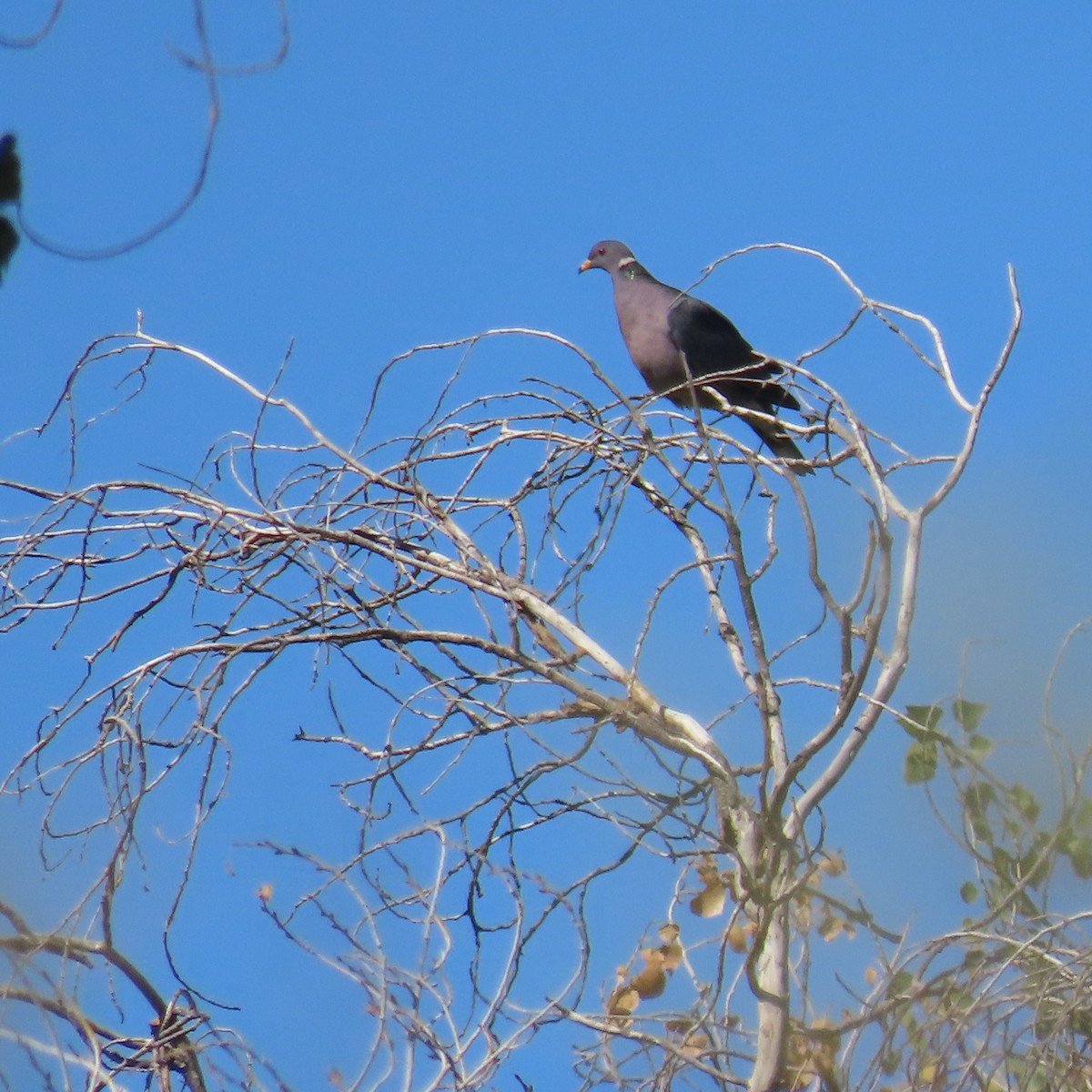 Band-tailed Pigeon - ML644107298