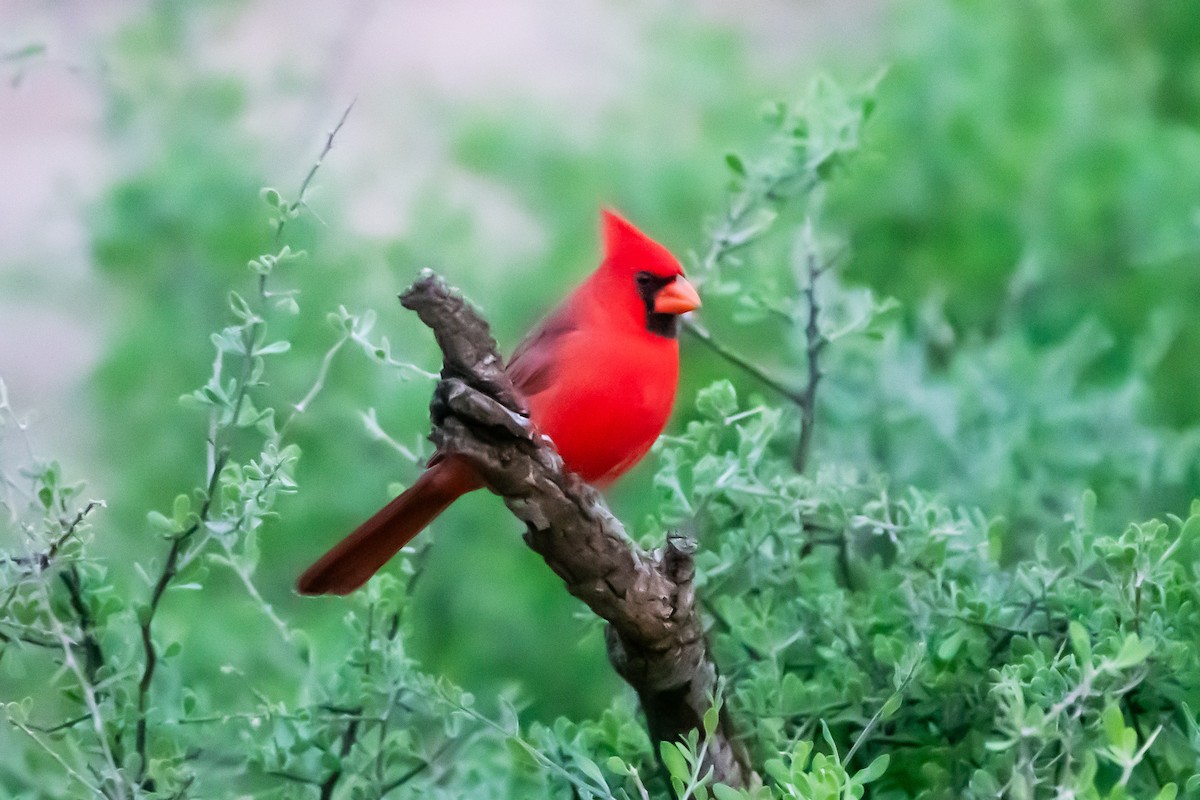 Northern Cardinal - ML644107310