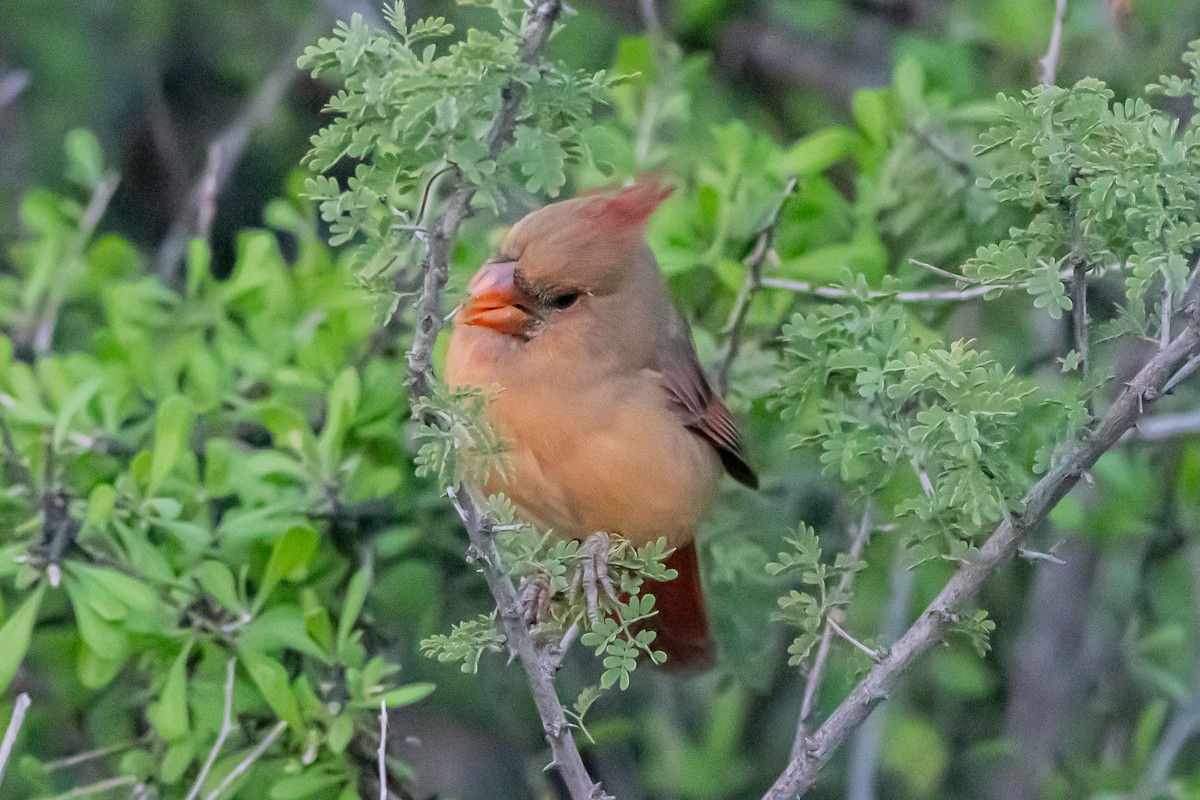 Northern Cardinal - ML644107311