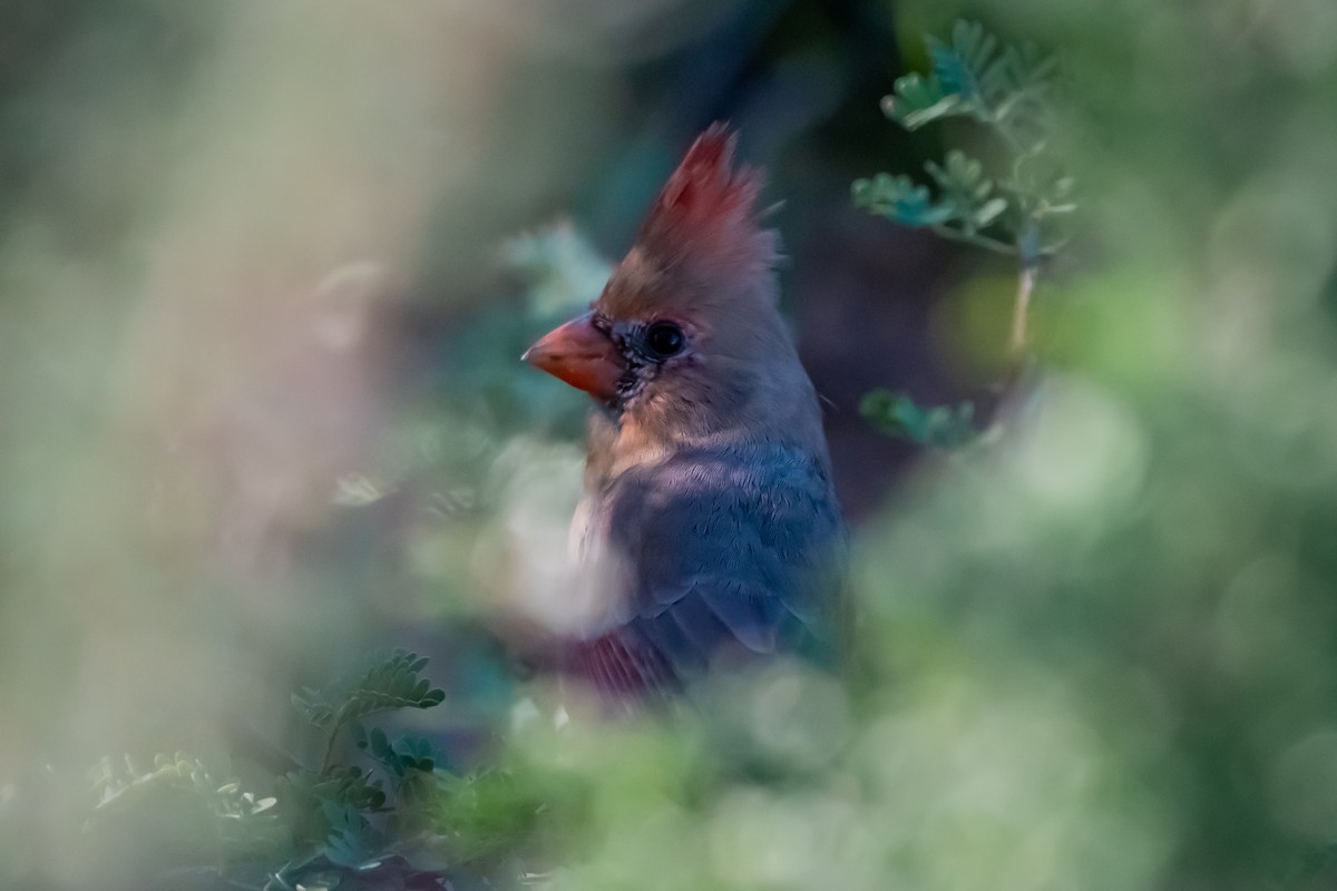 Northern Cardinal - ML644107312