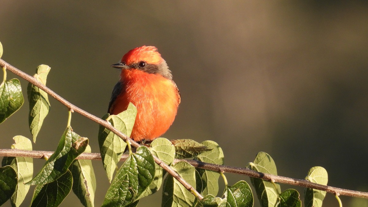 Vermilion Flycatcher - ML644107332