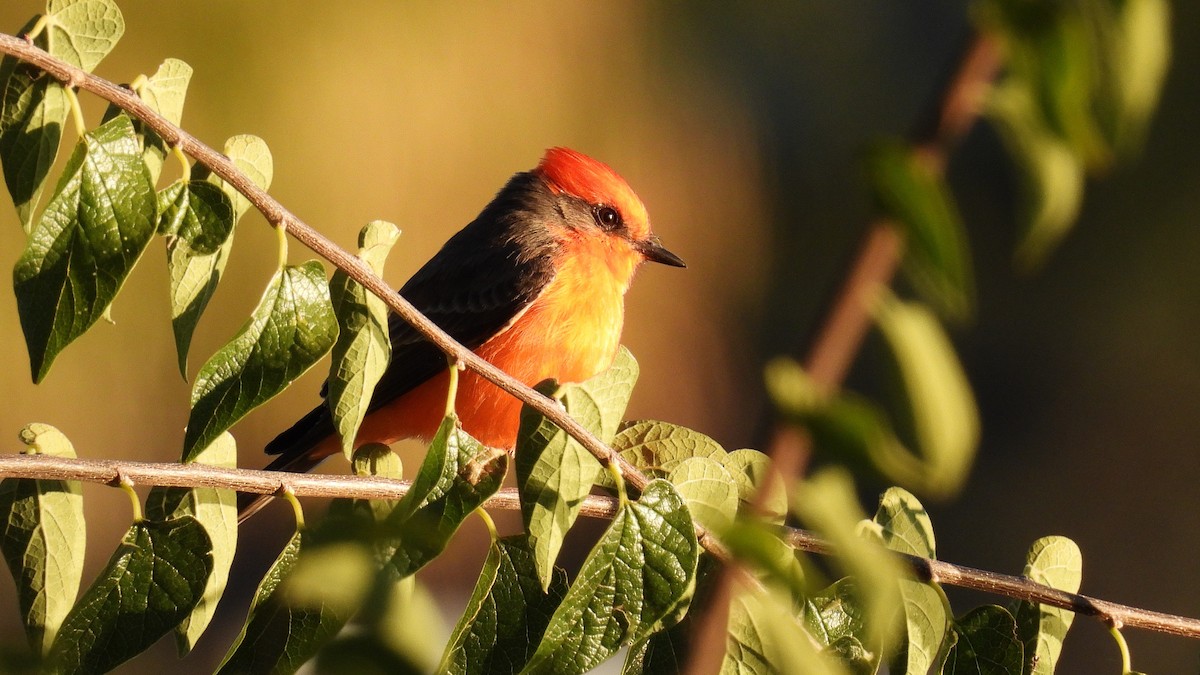 Vermilion Flycatcher - ML644107333