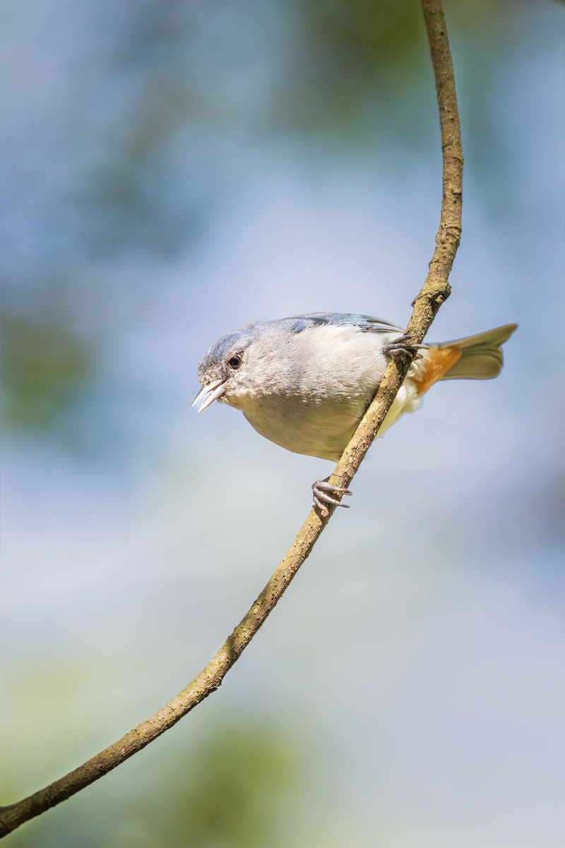 Chestnut-vented Conebill - ML644107338