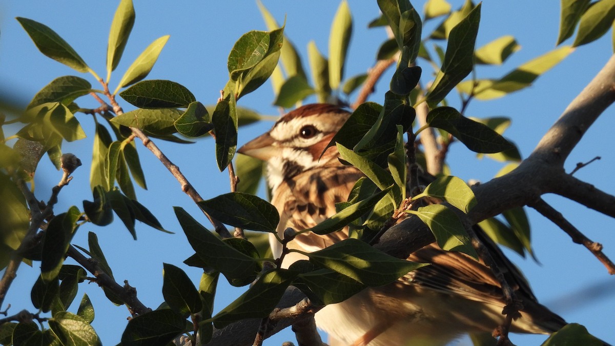 Lark Sparrow - ML644107344