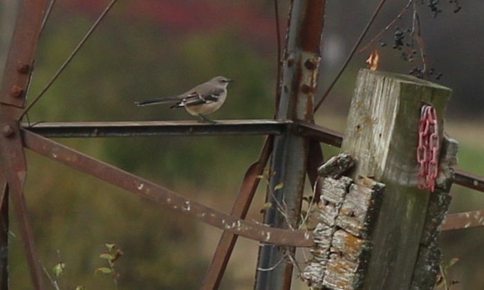 Northern Mockingbird - ML644107356