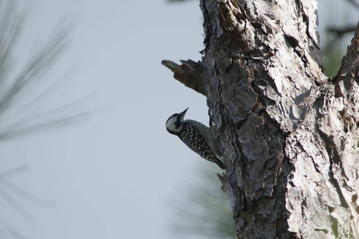 Red-cockaded Woodpecker - ML644107358