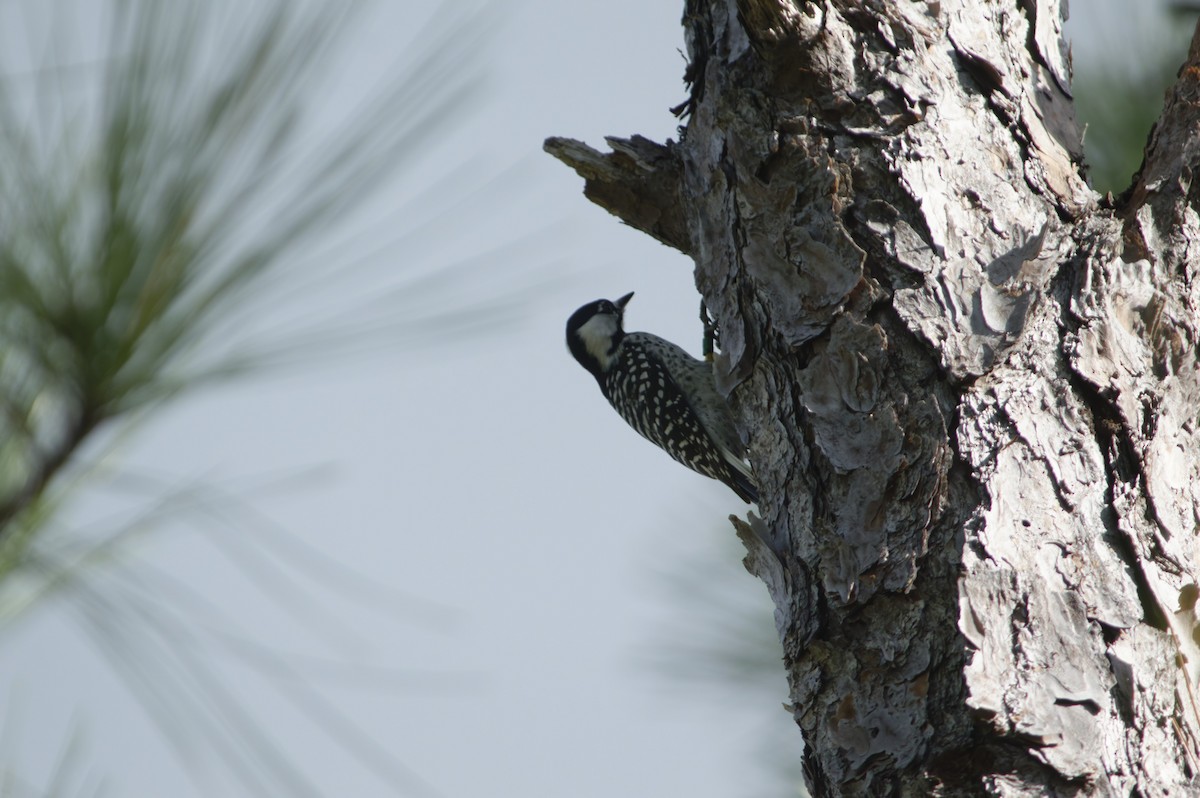 Red-cockaded Woodpecker - ML644107359