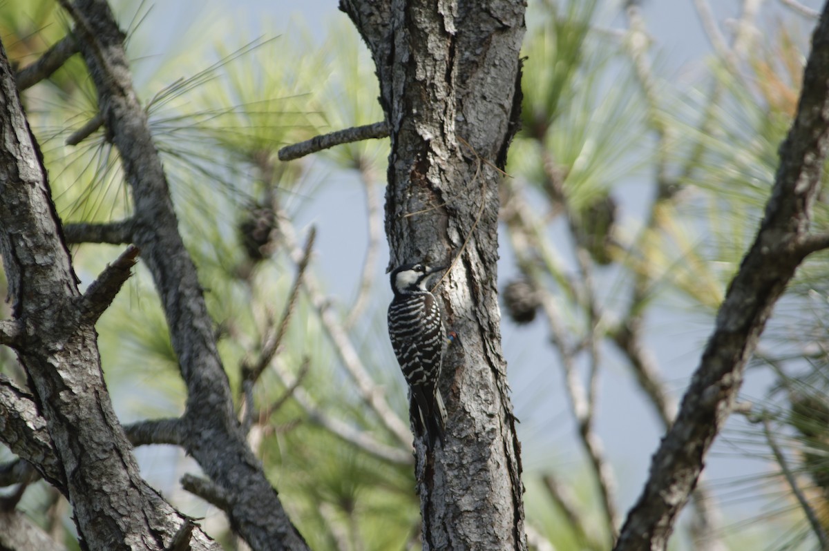 Red-cockaded Woodpecker - ML644107360