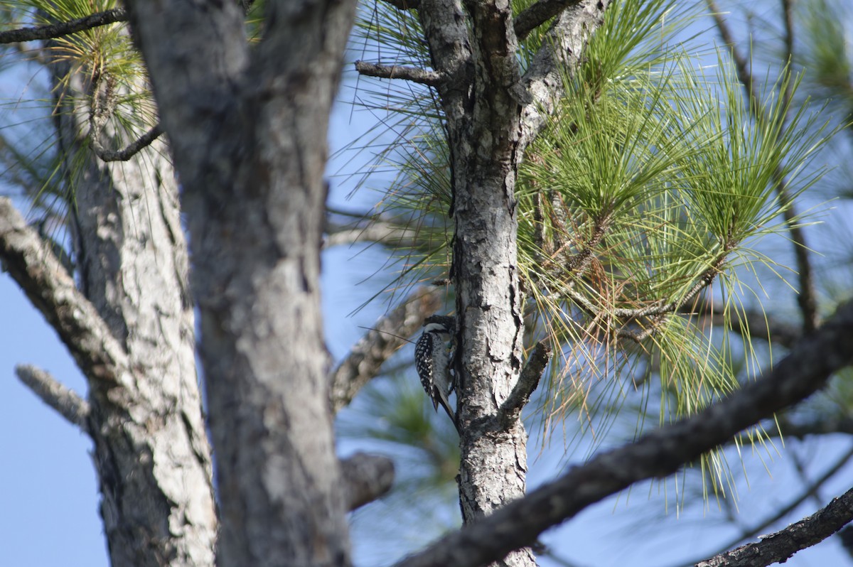 Red-cockaded Woodpecker - ML644107361