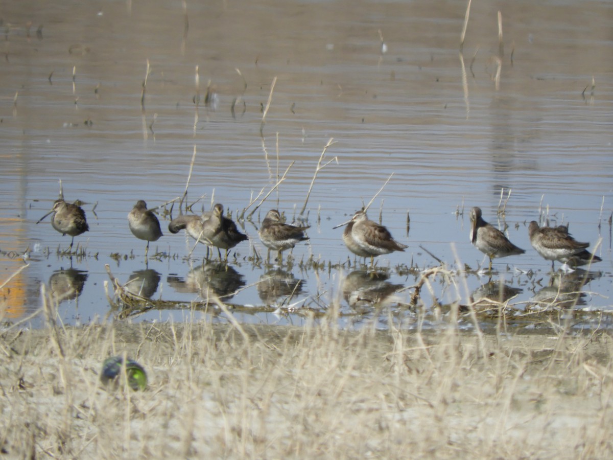 Хараалжин цууцил - ML644107373