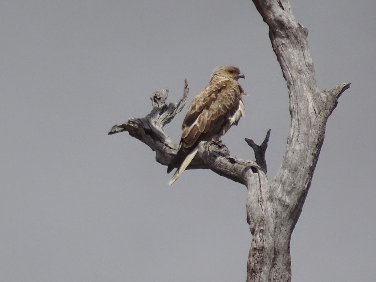 Whistling Kite - ML644107384