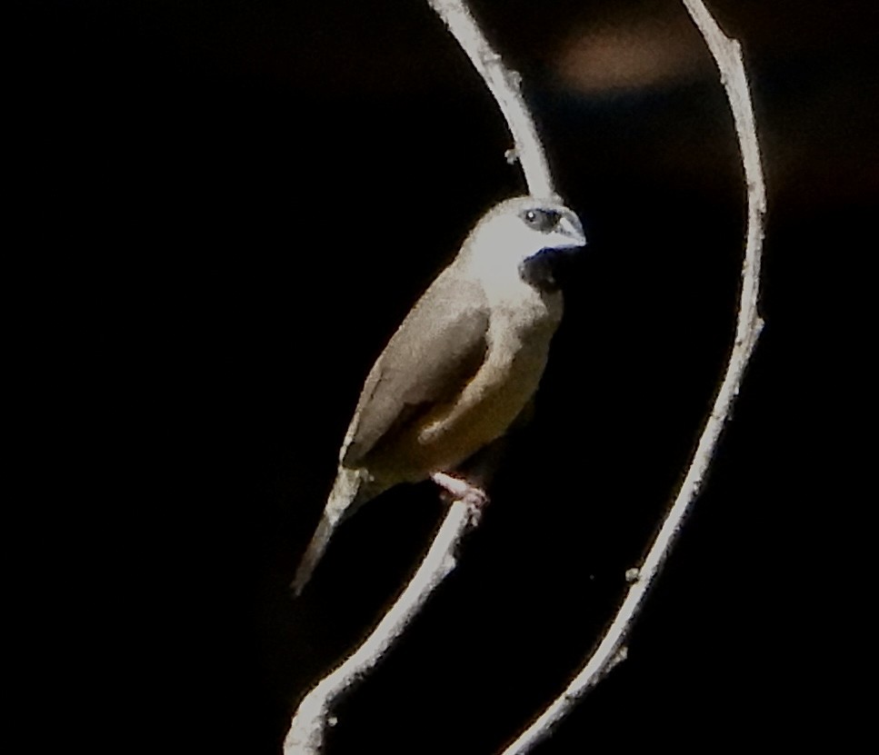Madagascar Munia - ML644107417
