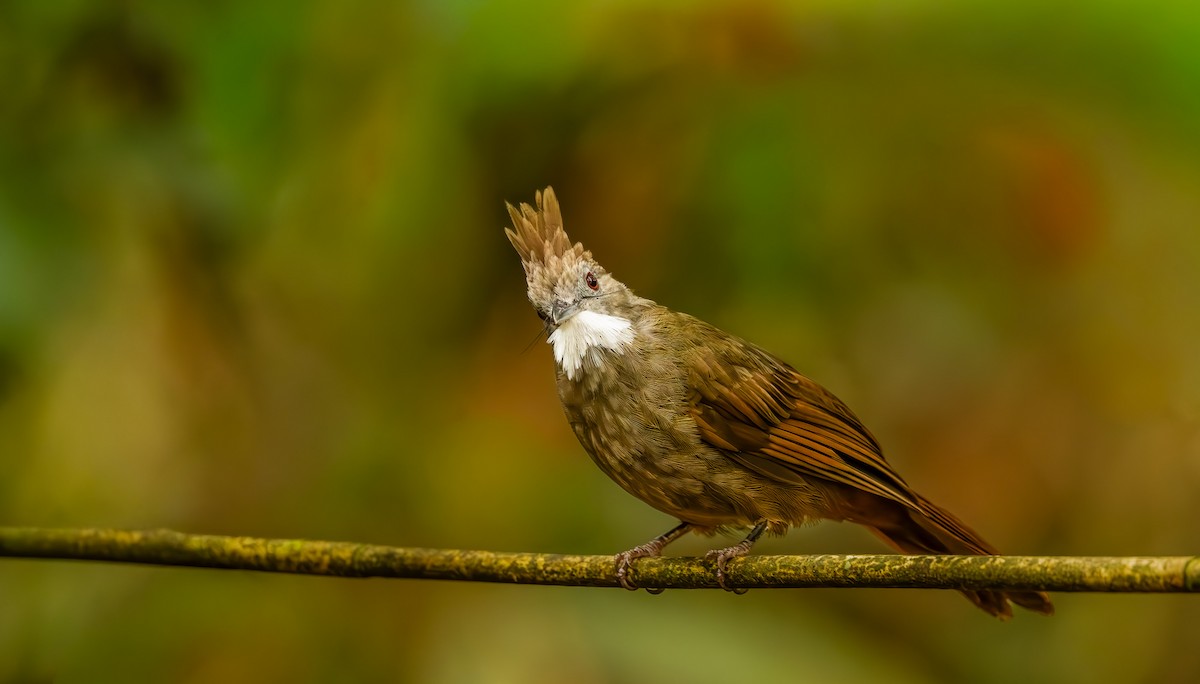 Penan Bulbul - ML644107455