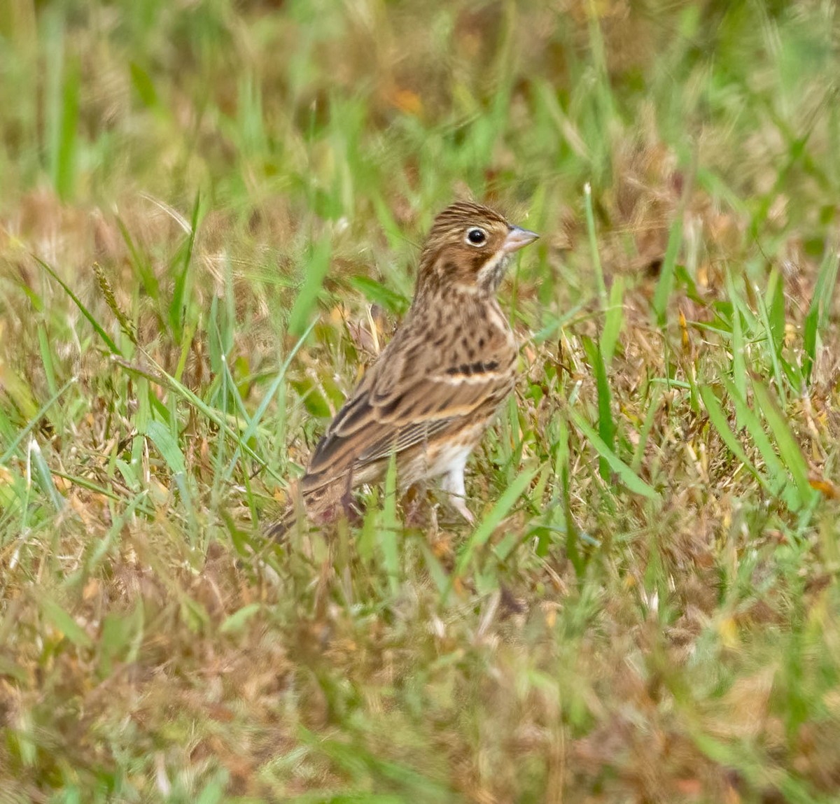 Vesper Sparrow - ML644107462