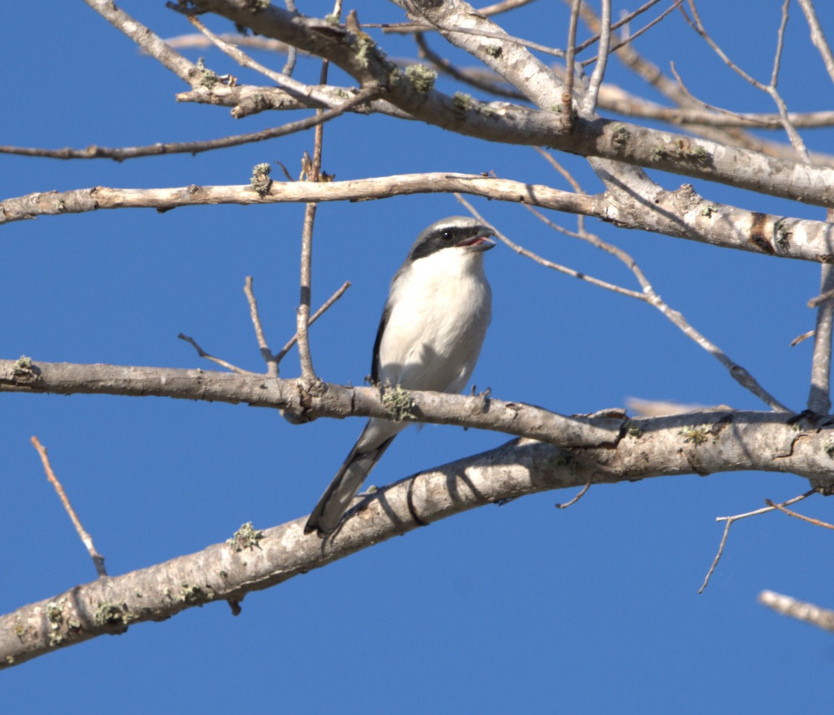 Loggerhead Shrike - ML644107467