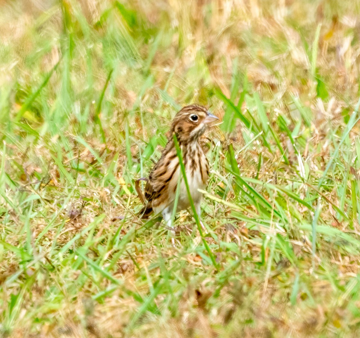 Vesper Sparrow - ML644107493