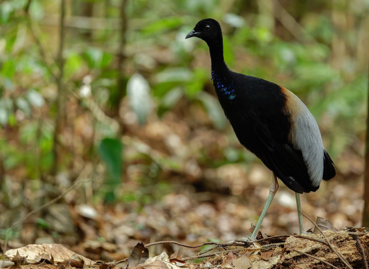 Gray-winged Trumpeter - ML644107494