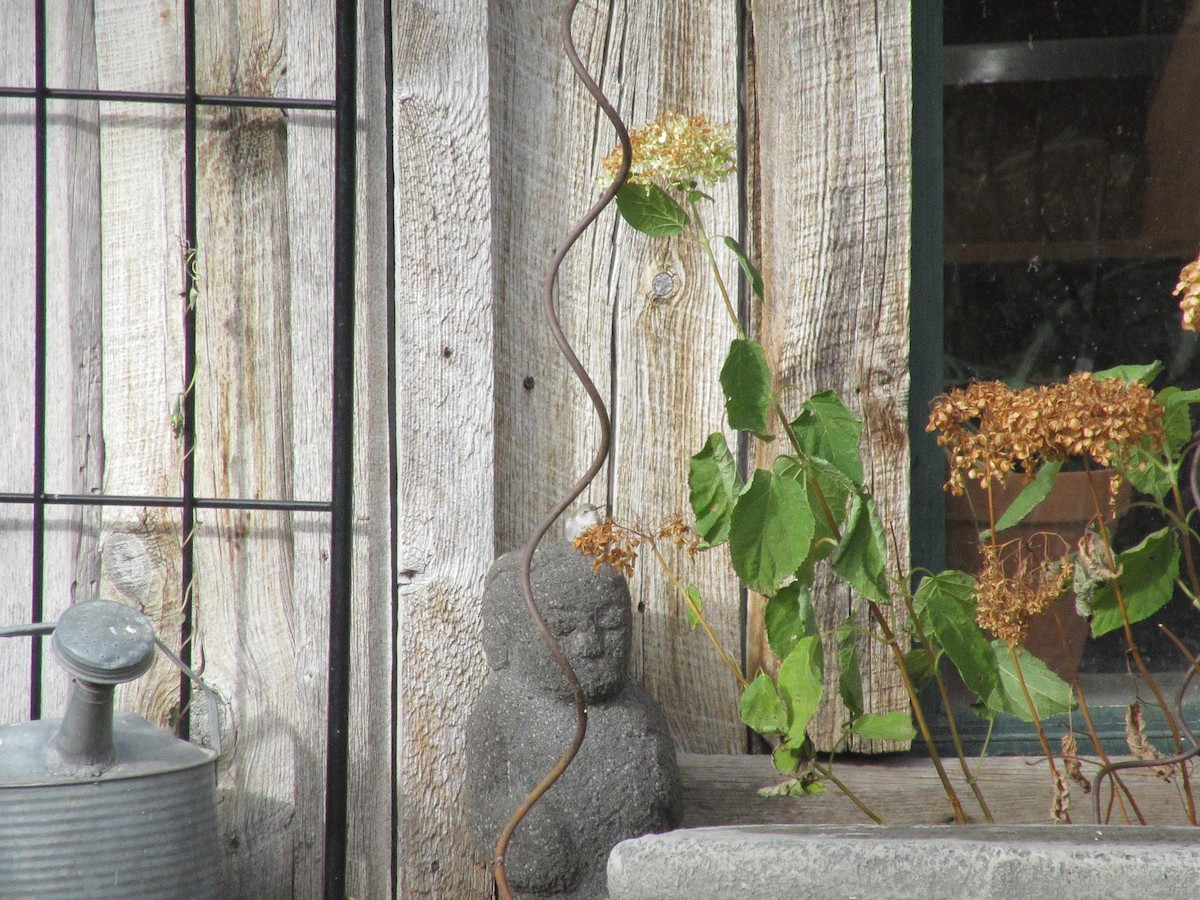 Costa's Hummingbird - ML644107500