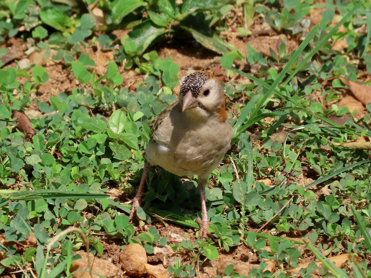 Speckle-fronted Weaver - ML644107503