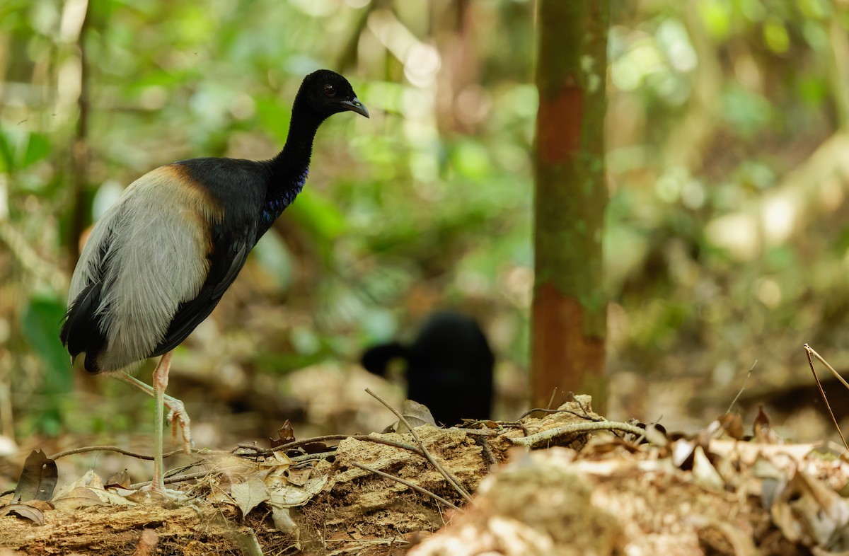Gray-winged Trumpeter - ML644107504