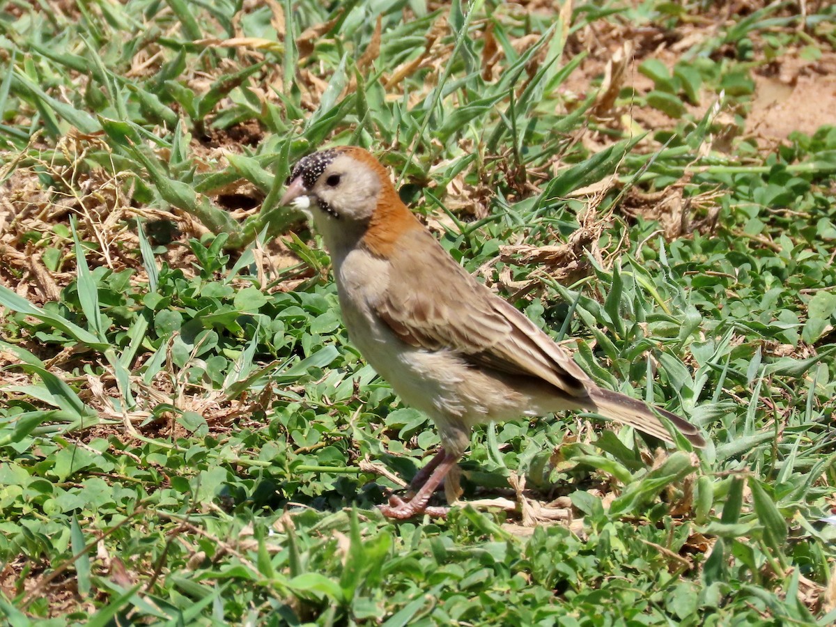 Speckle-fronted Weaver - ML644107509
