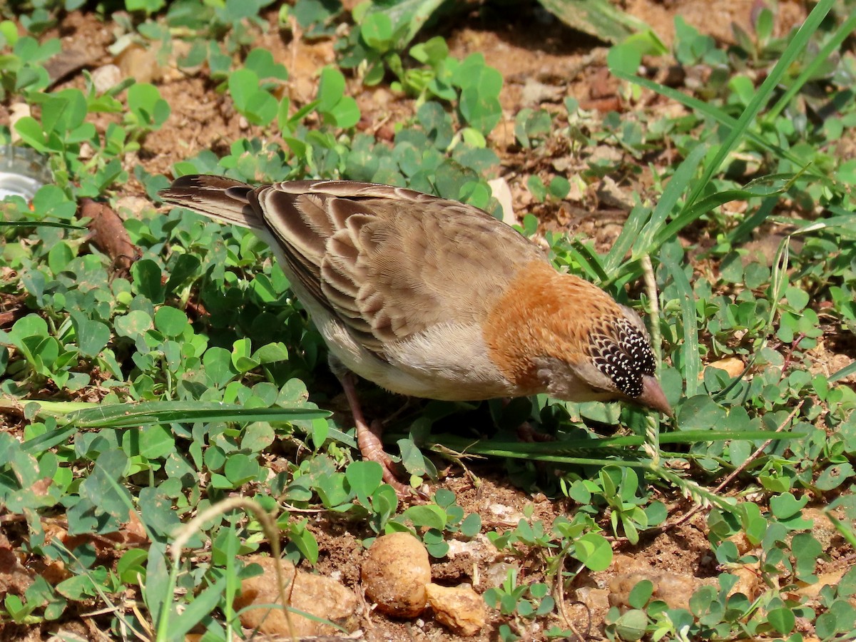 Speckle-fronted Weaver - ML644107523
