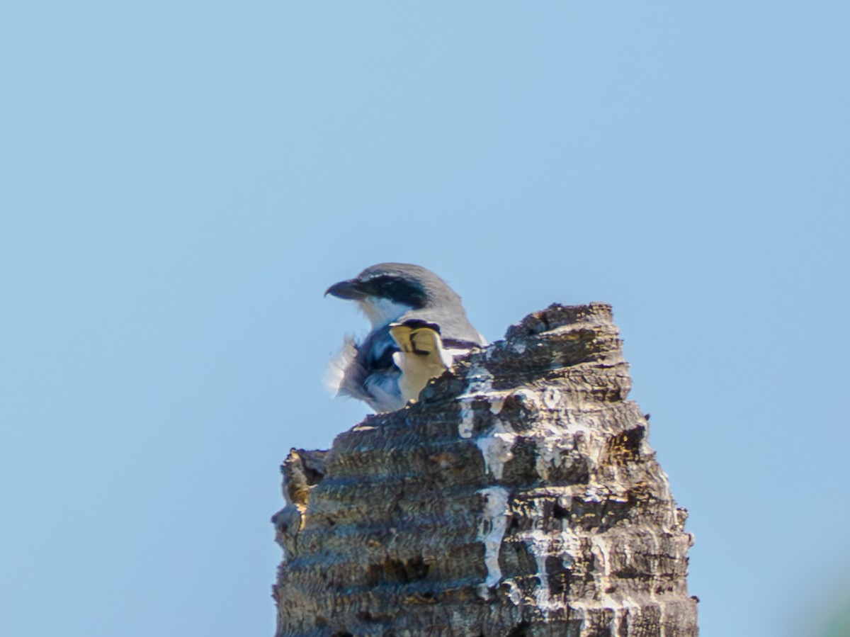 Loggerhead Shrike - ML644107537