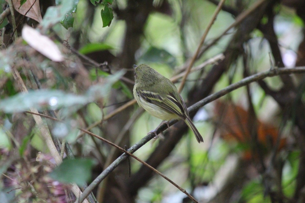 Mosquerito Piquicurvo Sureño - ML644107554