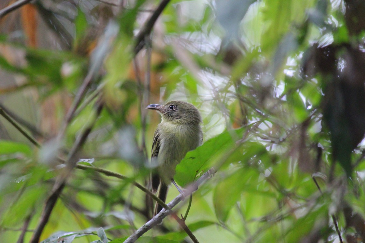 Mosquerito Piquicurvo Sureño - ML644107555