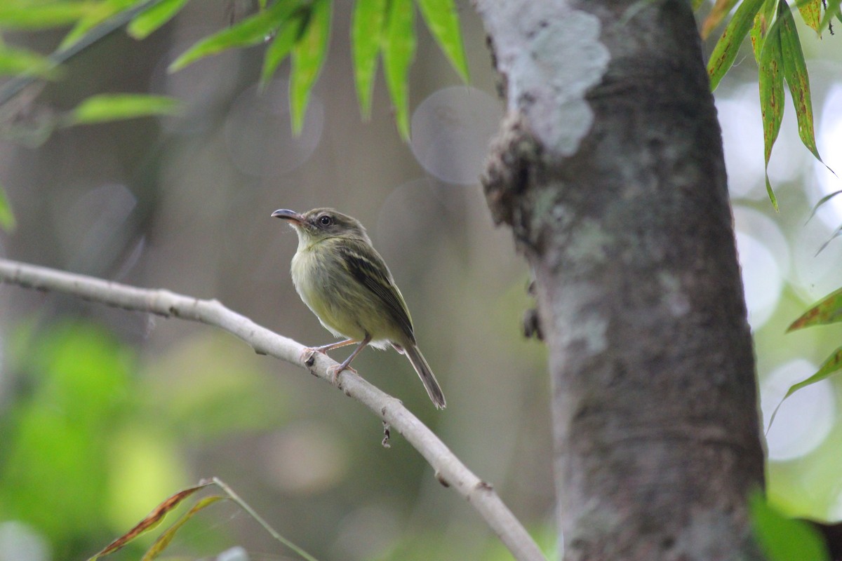 Mosquerito Piquicurvo Sureño - ML644107557
