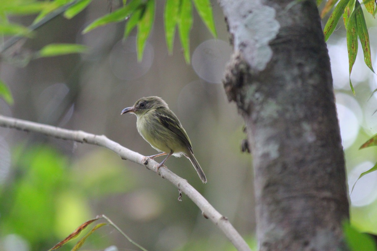 Mosquerito Piquicurvo Sureño - ML644107558
