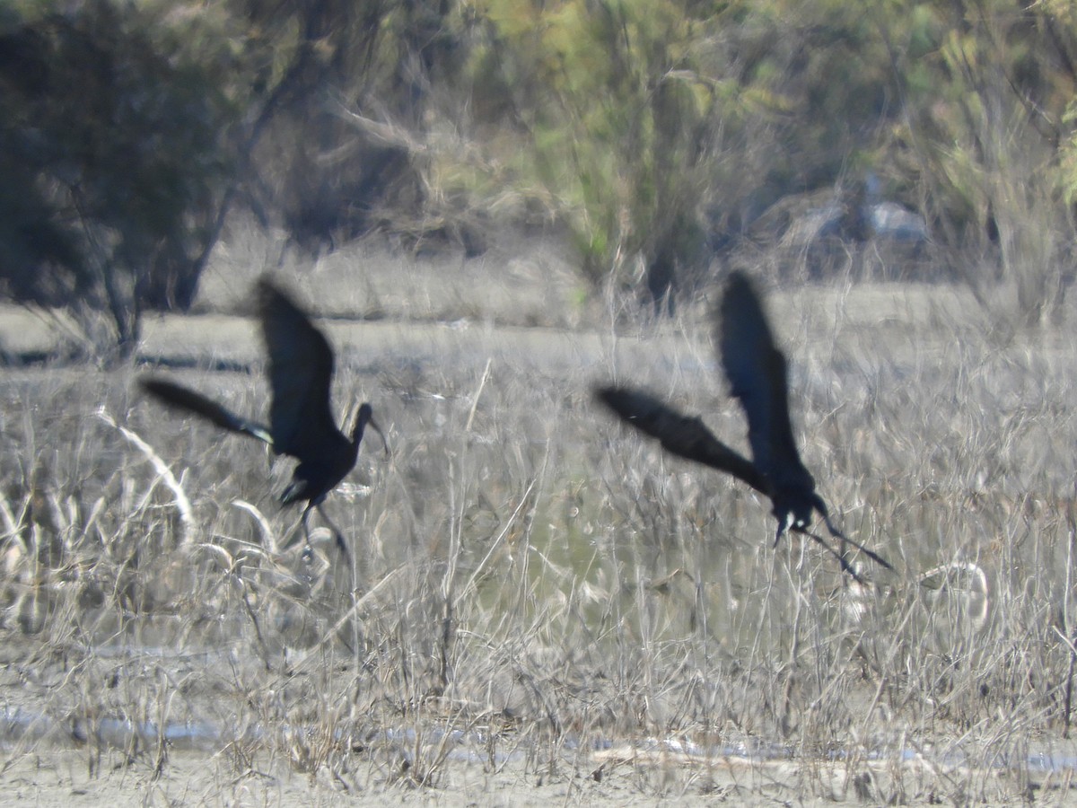 White-faced Ibis - ML644107582