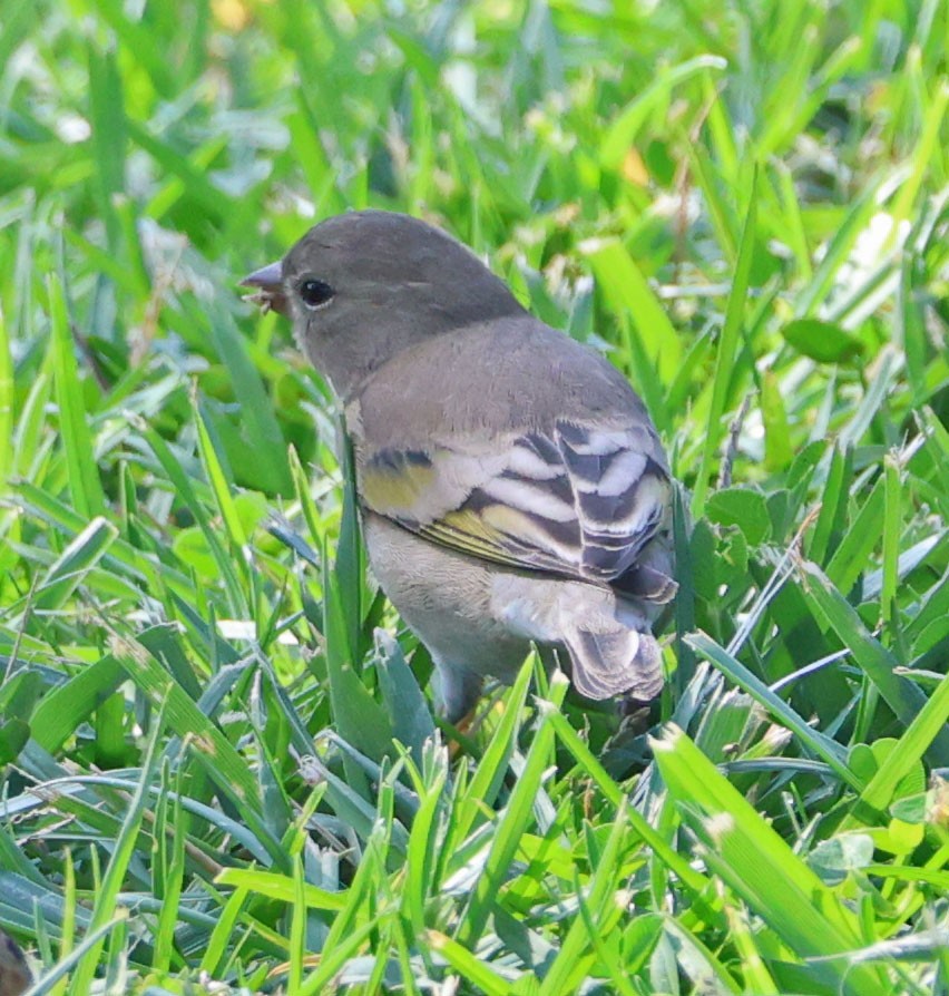 Lawrence's Goldfinch - ML644107584