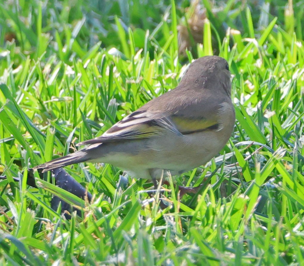 Lawrence's Goldfinch - ML644107586